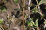 yellowseed false pimpernel